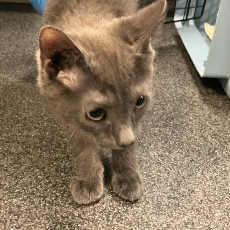A baby small-sized male Gray / Blue / Silver Domestic Short Hair cat named Phantom for adoption in Allentown, PA