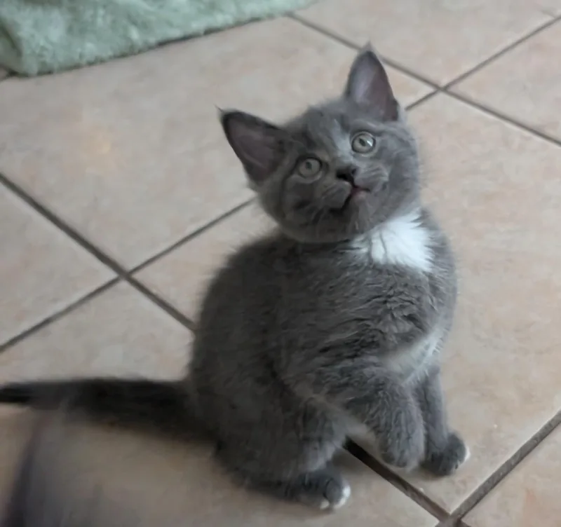 A baby medium-sized male Gray & White Domestic Short Hair cat named Mushroom for adoption in Grove City, OH