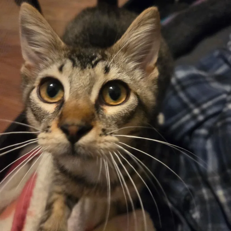 A baby small-sized male Brown / Chocolate Domestic Short Hair cat named Dill Pickles for adoption in Port Neches, TX
