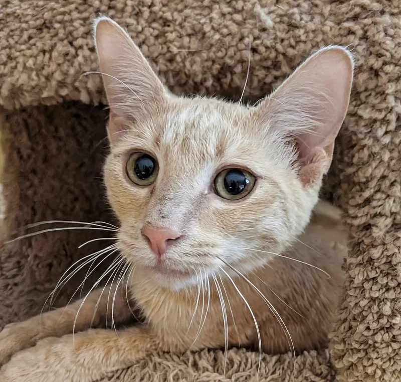 A baby medium-sized male Tabby (Buff / Tan / Fawn) Domestic Short Hair cat named WinCo for adoption in Queen Creek, AZ