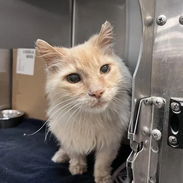 A senior small-sized male Domestic Long Hair cat named Larry for adoption in San Diego, CA