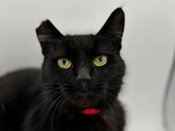 An adult small-sized female Domestic Short Hair cat named Sienna for adoption in Portland, OR