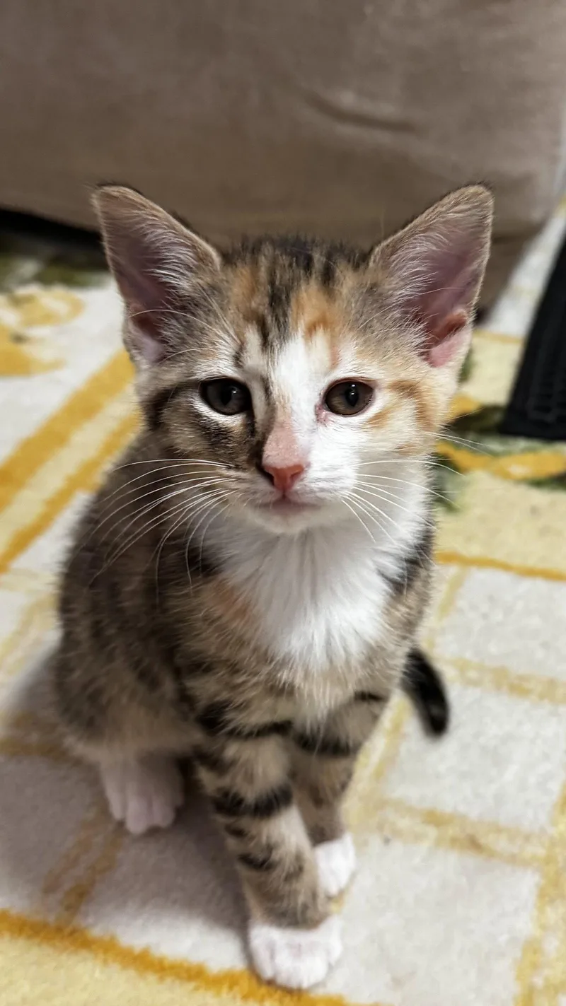 A baby medium-sized female Calico cat named Purrington for adoption in Buford, GA