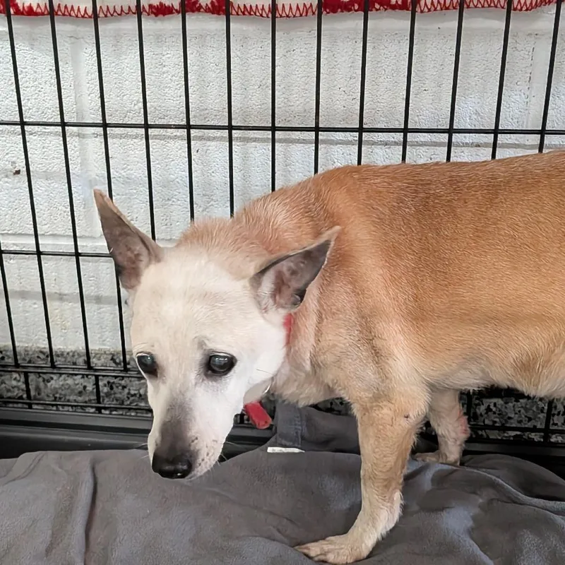 A senior medium-sized female Yellow / Tan / Blond / Fawn Mixed Breed dog named Jaycee for adoption in Jeffersonville, IN