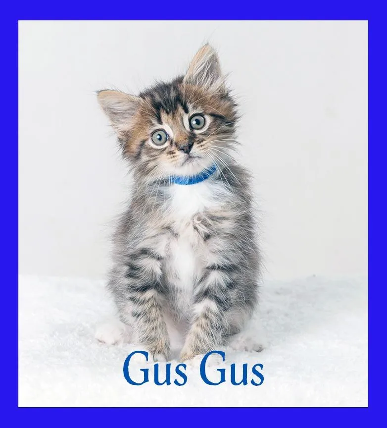 A baby medium-sized male Domestic Short Hair cat named Gus Gus for adoption in Hoover , AL