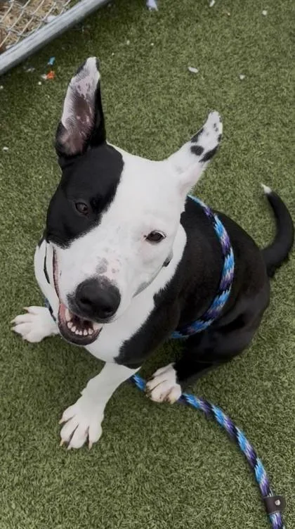 A young large-sized male Pit Bull Terrier dog named Jim for adoption in Fishers, IN