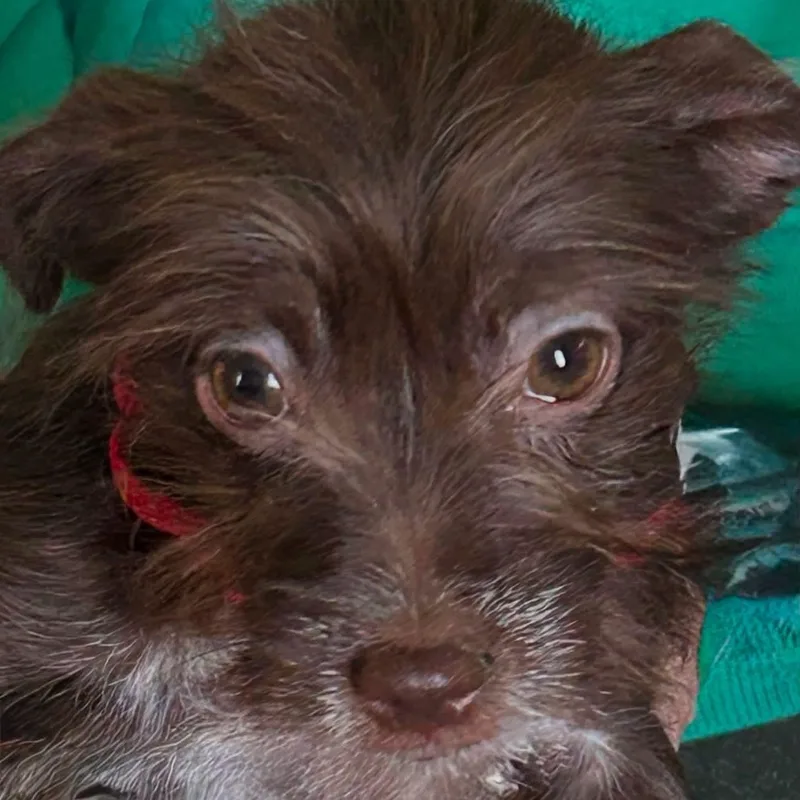 A young small-sized female Chihuahua dog named Marnie Jo for adoption in Coldwater, MI