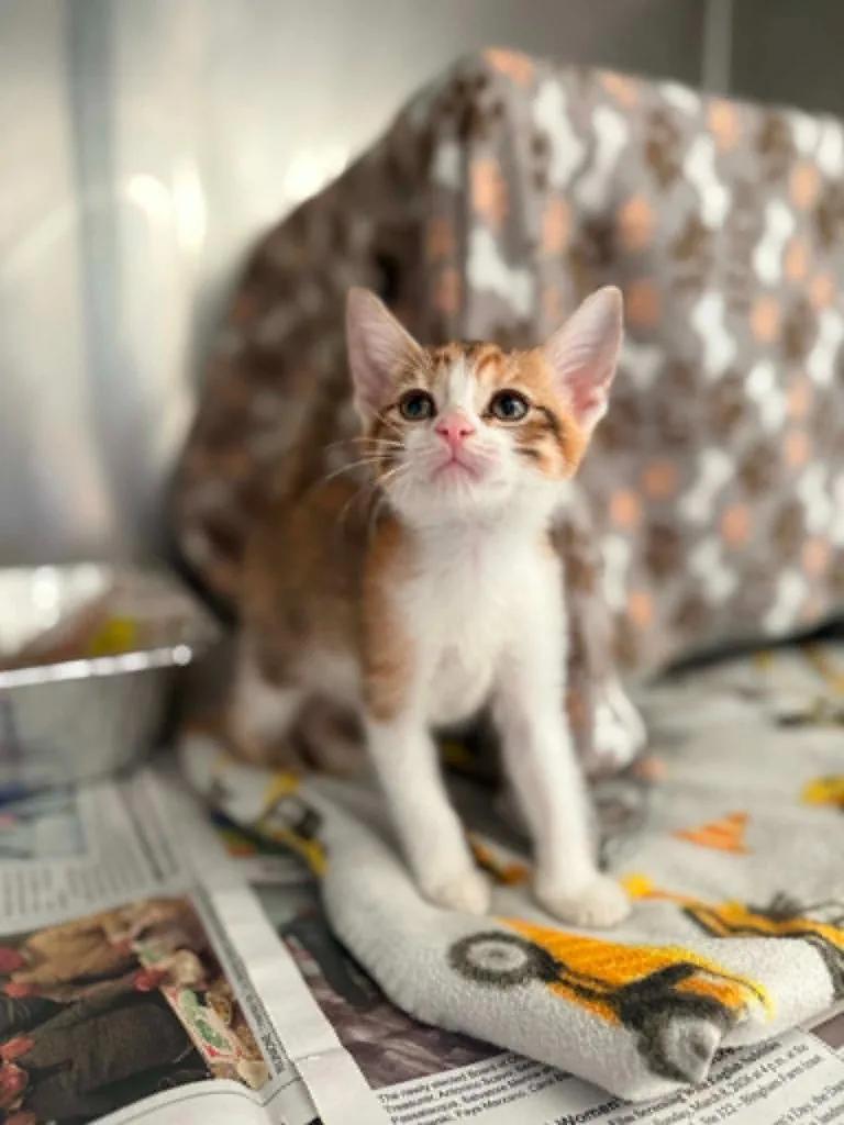 A baby small-sized female Domestic Short Hair cat named Honey Comb for adoption in Detroit, MI