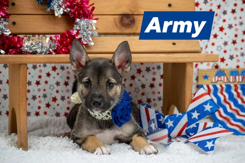 Army thumbnail 3