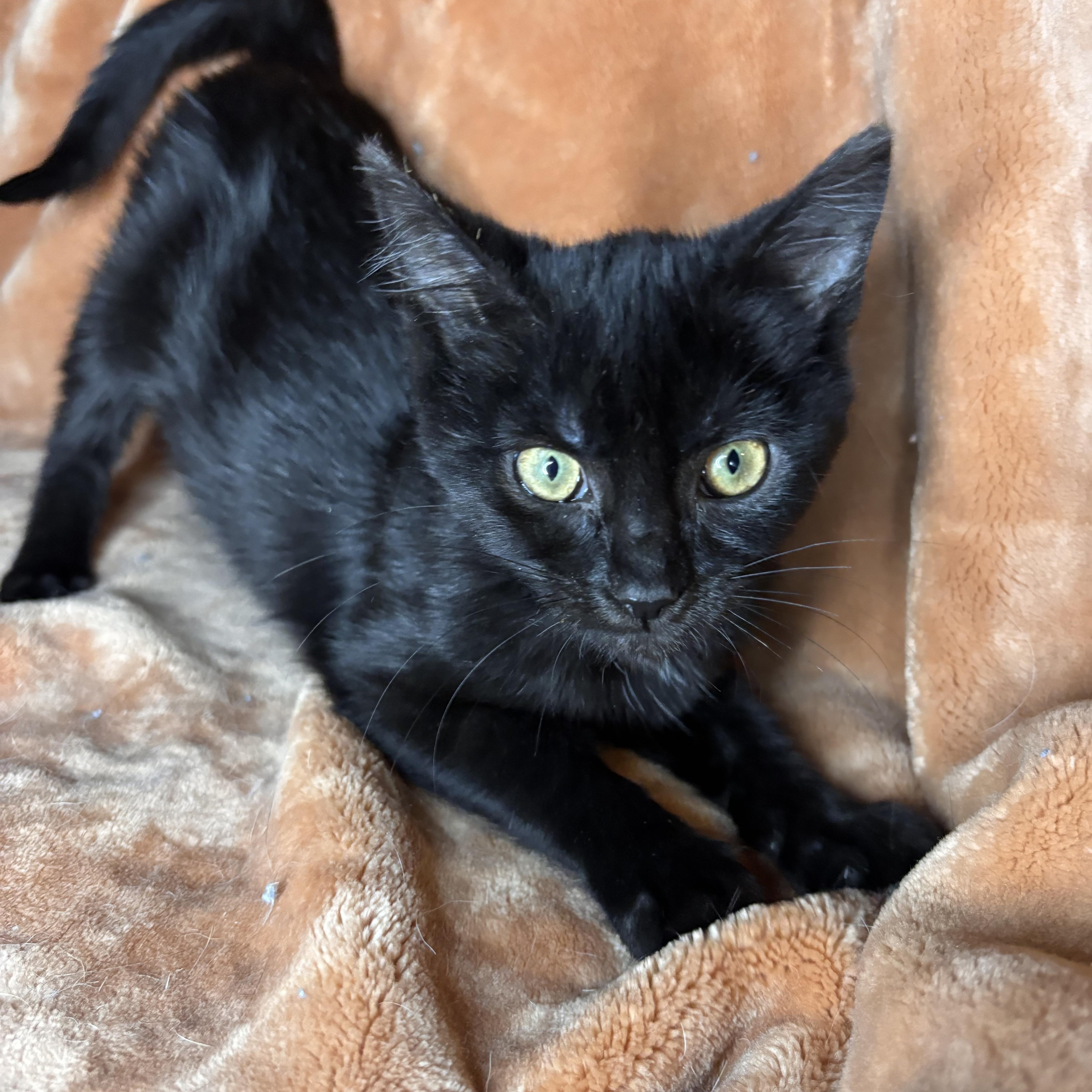 A baby medium-sized female Black Domestic Short Hair cat named Erma for adoption in Woodlawn, TN