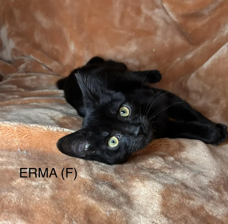 Erma thumbnail 3