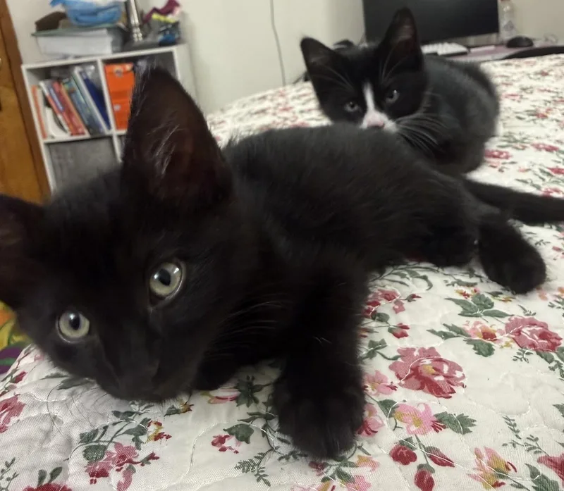 A baby medium-sized female Black Domestic Short Hair cat named Nami for adoption in Germansville, PA