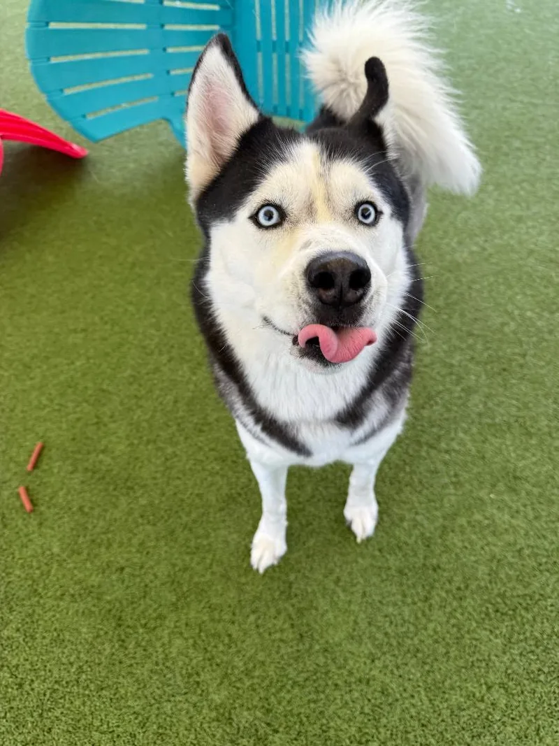 An adult large-sized male Husky dog named Knight for adoption in Hays, KS