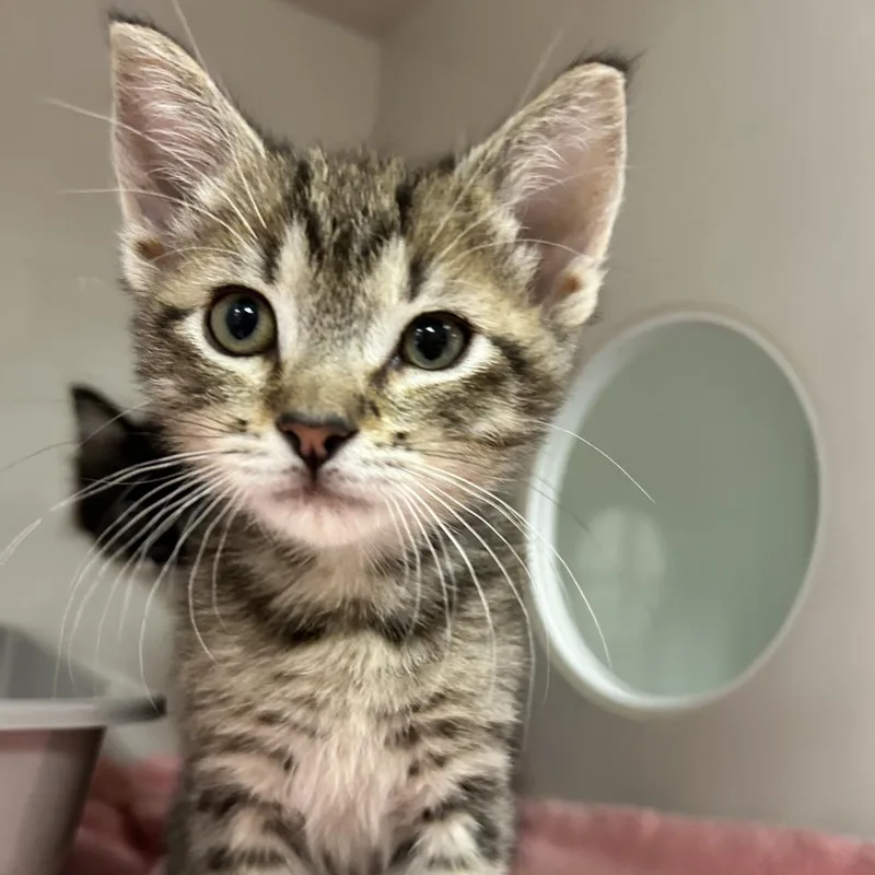 A baby small-sized male Brown / Chocolate Domestic Short Hair cat named Marzipan for adoption in Redwood City, CA