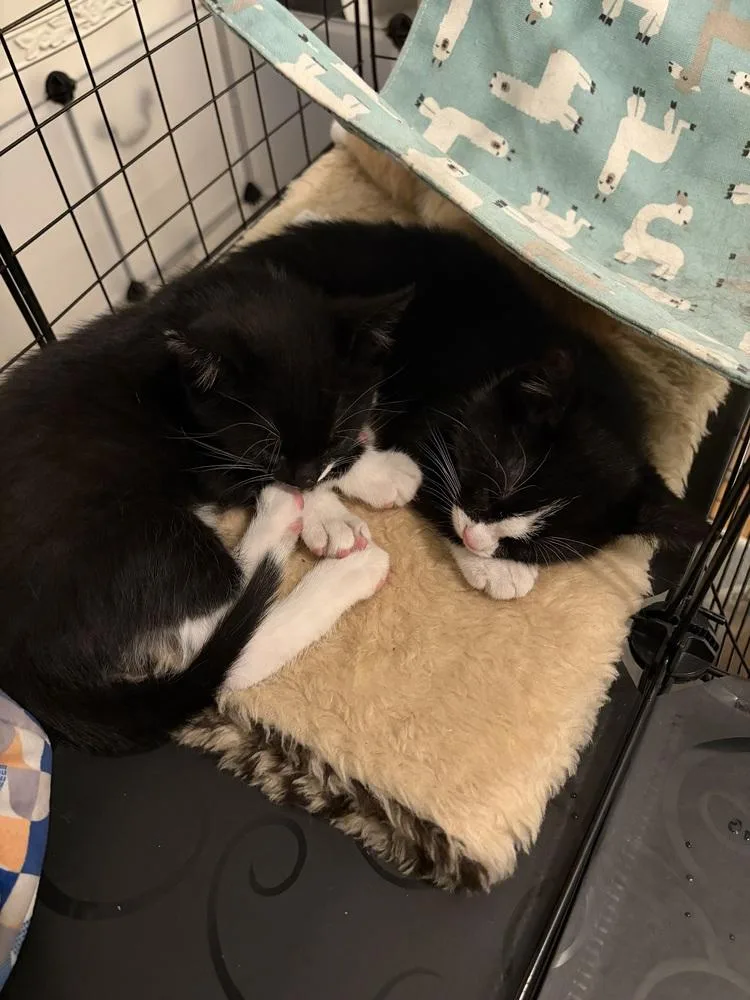 A baby small-sized male Black & White / Tuxedo Domestic Short Hair cat named Blackberry for adoption in Chicago, IL