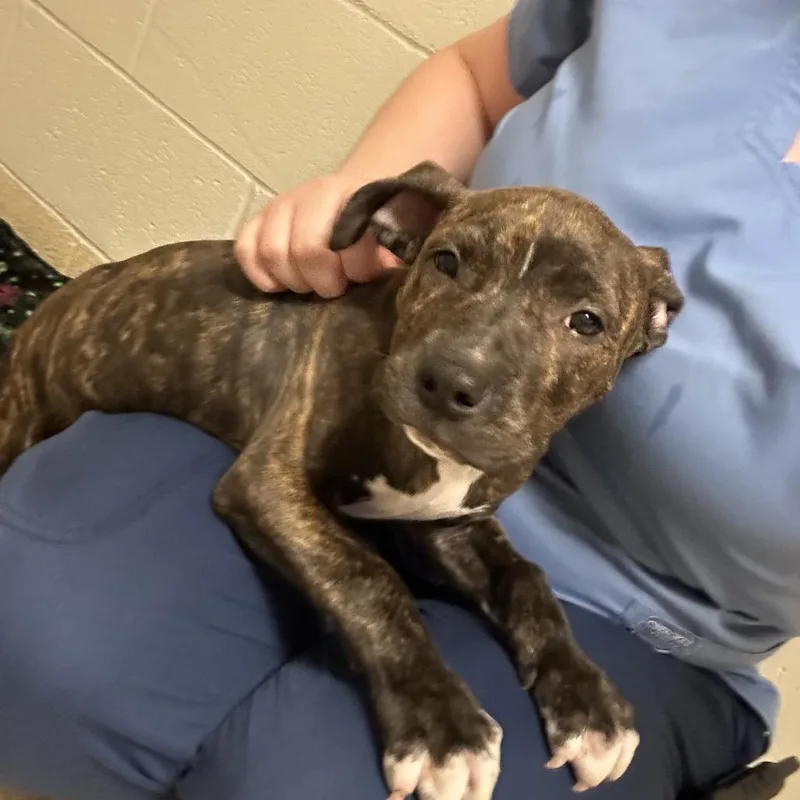 A baby medium-sized male Brindle Pit Bull Terrier dog named Astro for adoption in Bristol, IN