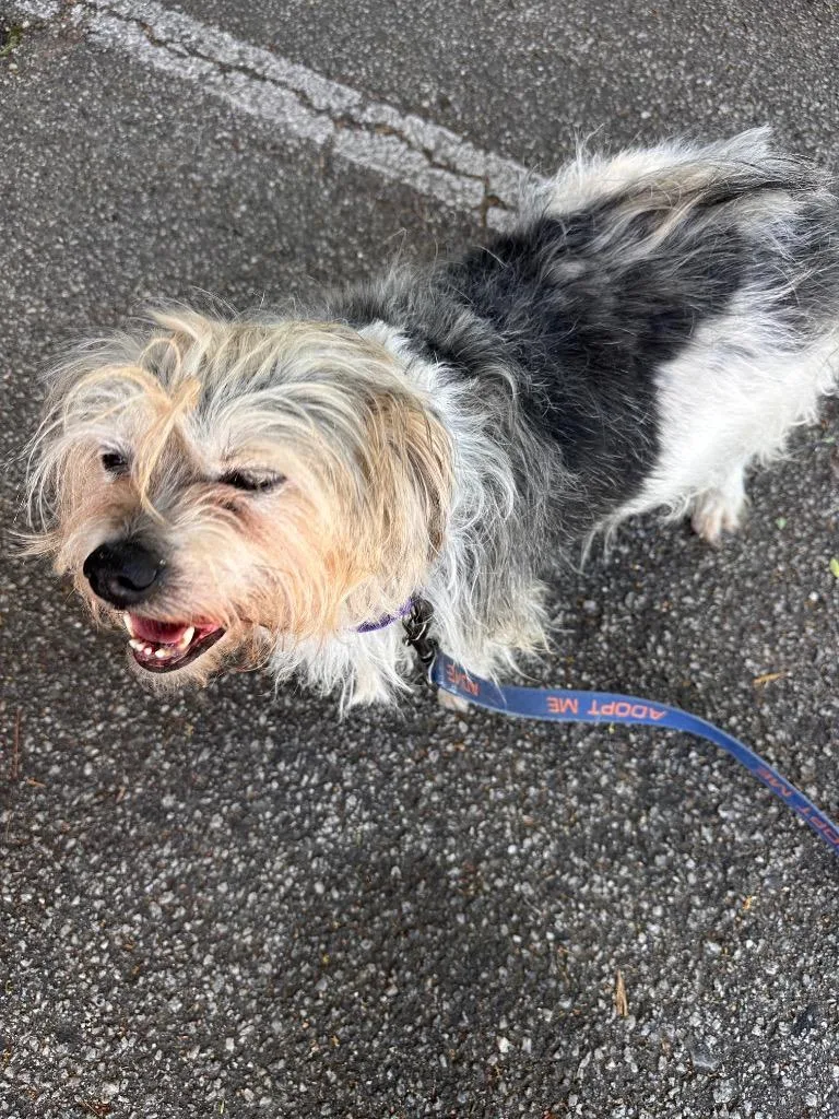 A senior small-sized male Maltese dog named Oscar for adoption in Newnan, GA