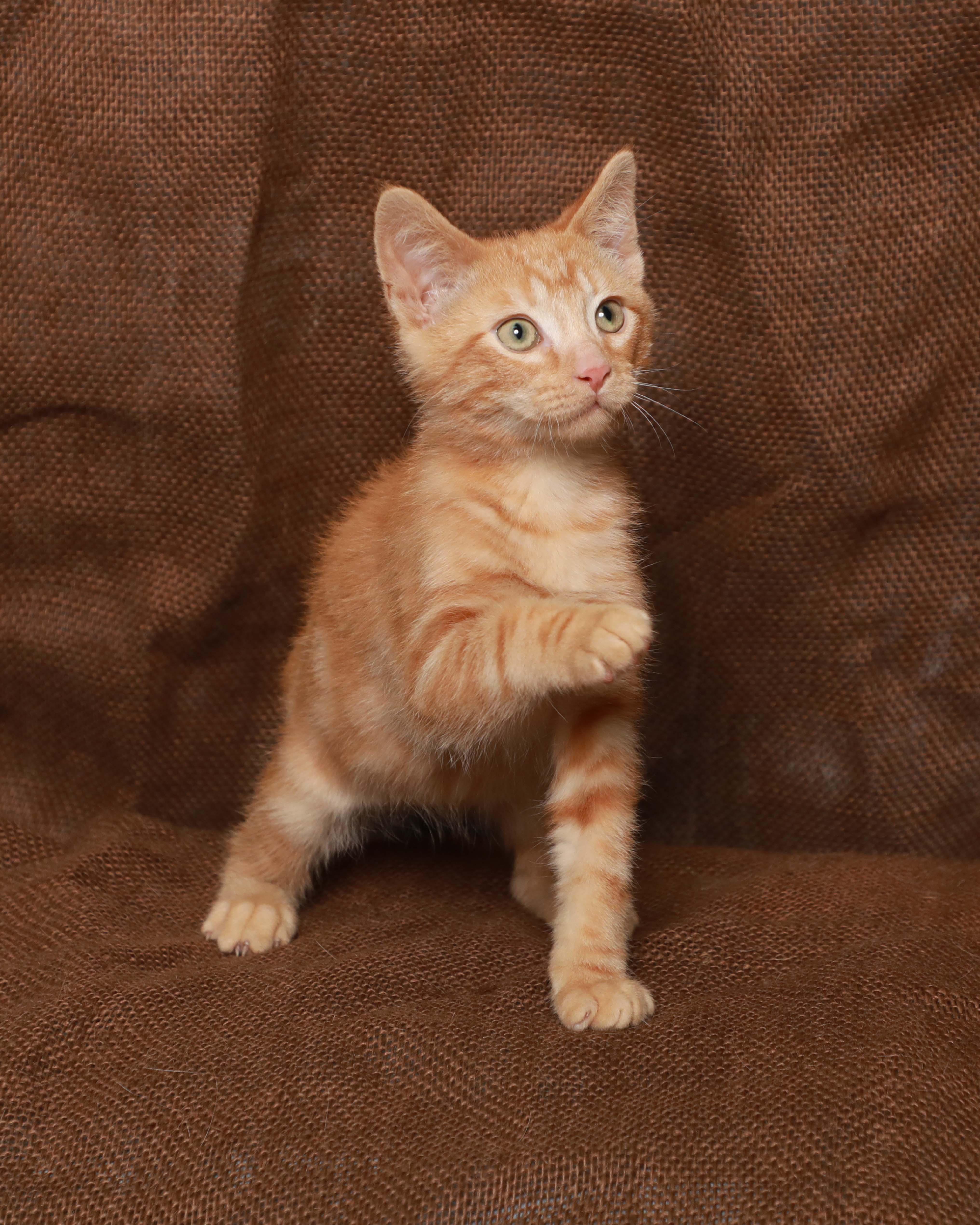 A baby medium-sized male Orange / Red Domestic Short Hair cat named Daredevil for adoption in Rock Falls, IL