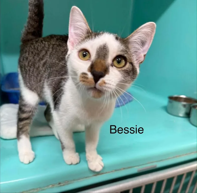 A baby medium-sized female Domestic Short Hair cat named Bessie for adoption in Plattsburgh, NY