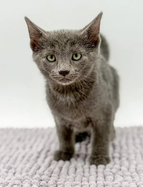 Lestat Is A Lil' thumbnail 2