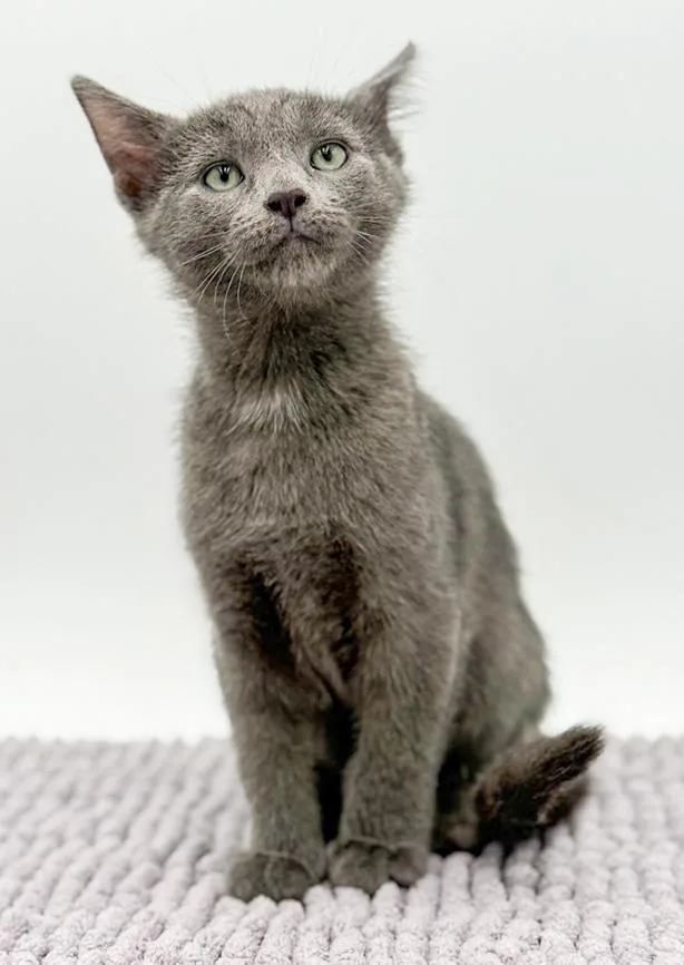 Lestat Is A Lil' thumbnail 3