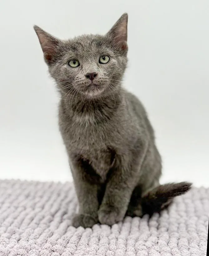 A baby small-sized male Gray / Blue / Silver Russian Blue cat named Lestat Is A Lil' for adoption in Bedford Hills, NY
