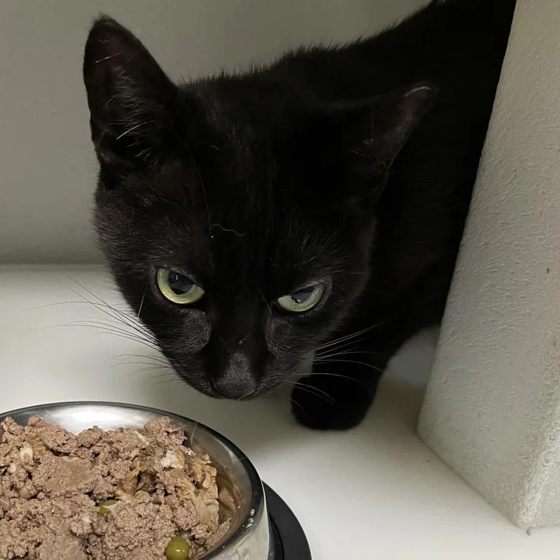 A young small-sized female Black Domestic Short Hair cat named Hazel for adoption in Sarasota, FL