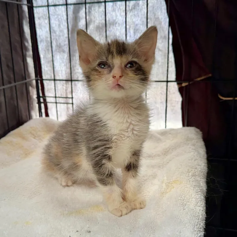 A baby small-sized female Calico Domestic Short Hair cat named Sarah for adoption in Fredericksburg, TX