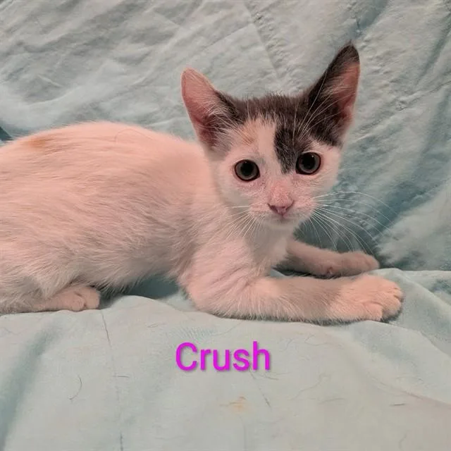 A baby small-sized female Domestic Medium Hair cat named Crush for adoption in Auburn, CA