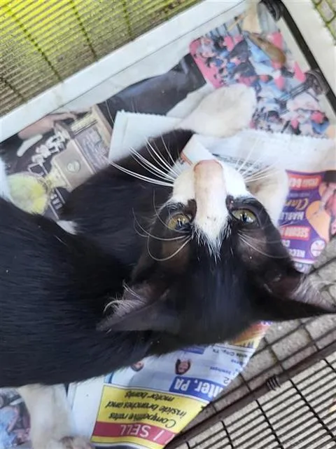 A baby small-sized male Domestic Short Hair cat named Pigeon for adoption in San Antonio, TX
