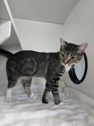An adult medium-sized female Domestic Short Hair cat named California Roll for adoption in Savannah, GA