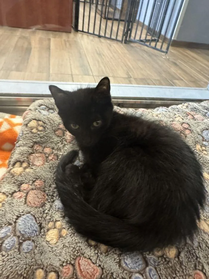 A young small-sized female Black Domestic Short Hair cat named Fable for adoption in Hilton Head Island, SC