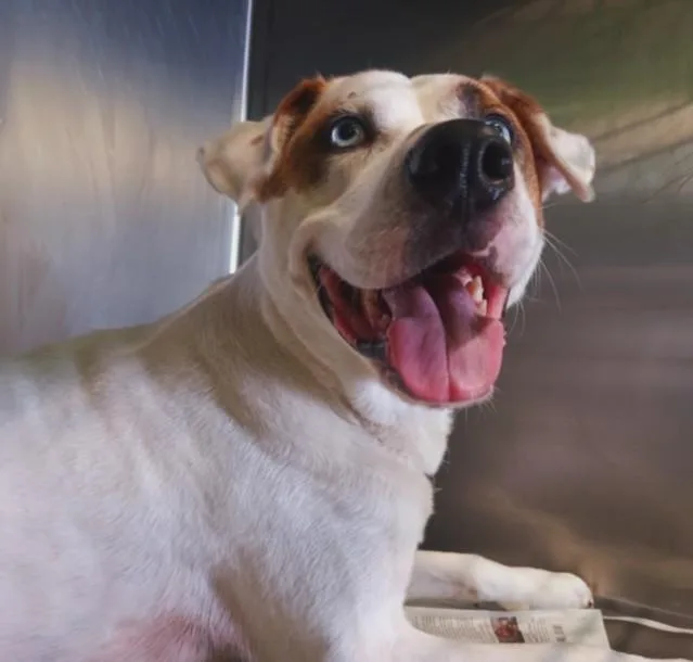 An adult large-sized male Pit Bull Terrier dog named Chance for adoption in Los Angeles, CA