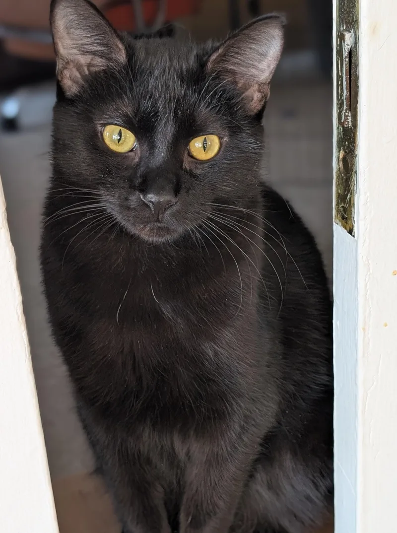 A young medium-sized male Domestic Short Hair cat named Goose for adoption in Johnsburg, IL