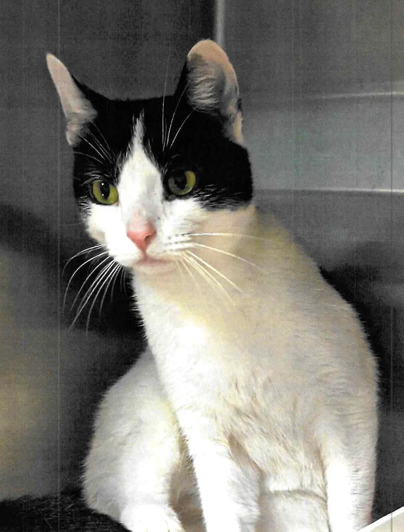 An adult medium-sized female Black & White / Tuxedo Domestic Short Hair cat named Andre for adoption in Trenton, NJ