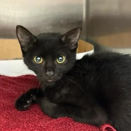 A baby small-sized female Black Domestic Short Hair cat named Merlin for adoption in Jupiter, FL