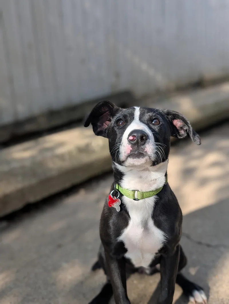 A baby medium-sized female Terrier dog named Puppy Mint for adoption in Cuyahoga Falls, OH