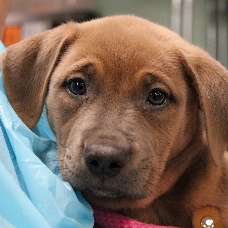 A baby medium-sized female Gray / Blue / Silver Mastiff dog named Eclaire for adoption in South Elgin, IL