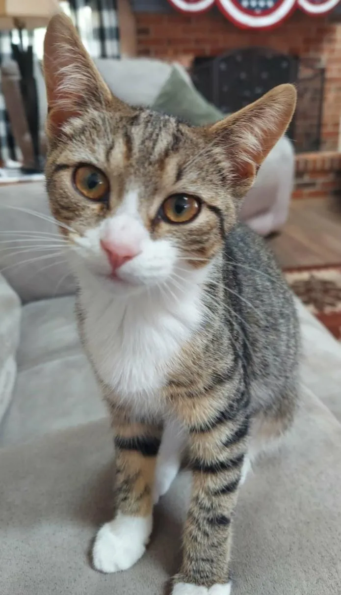 A baby medium-sized female Tabby (Gray / Blue / Silver) Domestic Short Hair cat named Ruby and Gracie for adoption in Kenhorst, PA