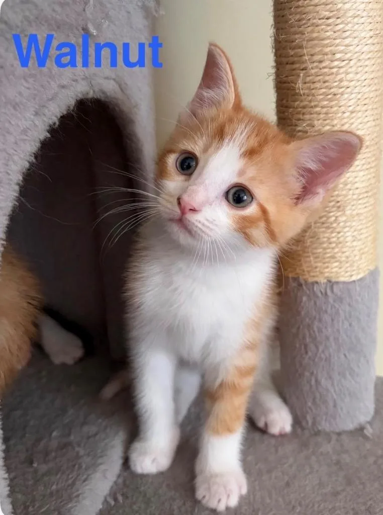A baby medium-sized male Domestic Short Hair cat named Walnut for adoption in Muskegon, MI