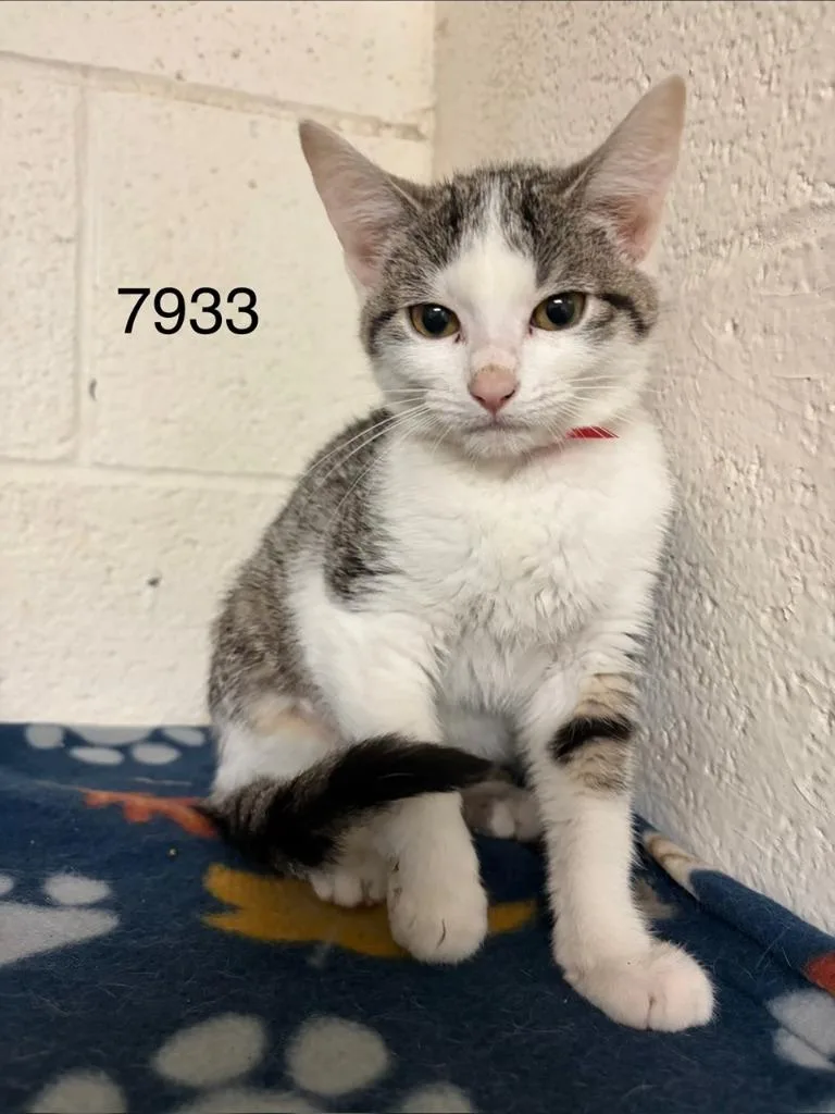 A baby small-sized female Domestic Short Hair cat named Sasha for adoption in Ada, OK