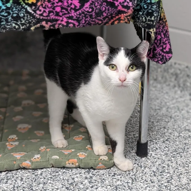 Lightning thumbnail 3