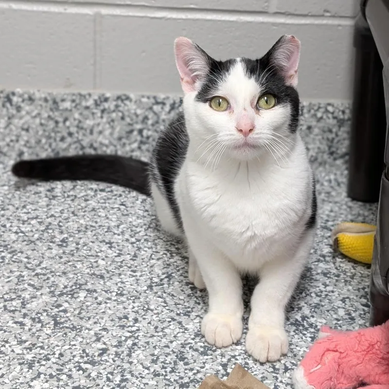 A young medium-sized male White Domestic Short Hair cat named Lightning for adoption in Brookfield, WI