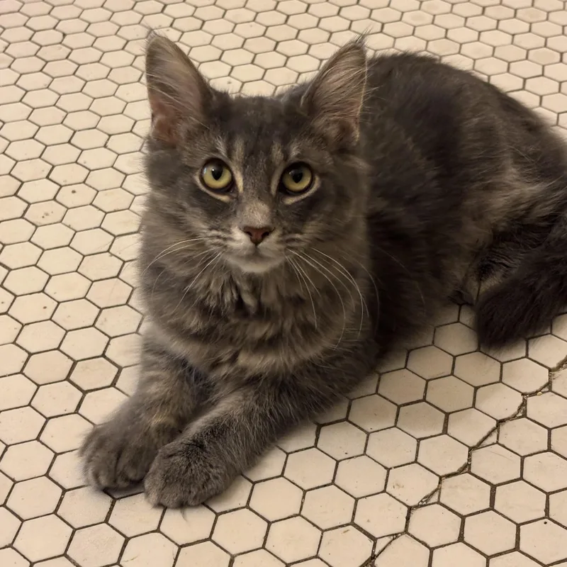 A young medium-sized female Domestic Long Hair cat named Jalapeño Hannah for adoption in Pittsburgh, PA