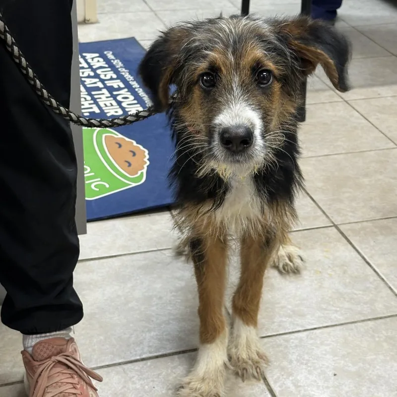 A young medium-sized female Brown / Chocolate Australian Shepherd dog named Laramie for adoption in Delaware, OH