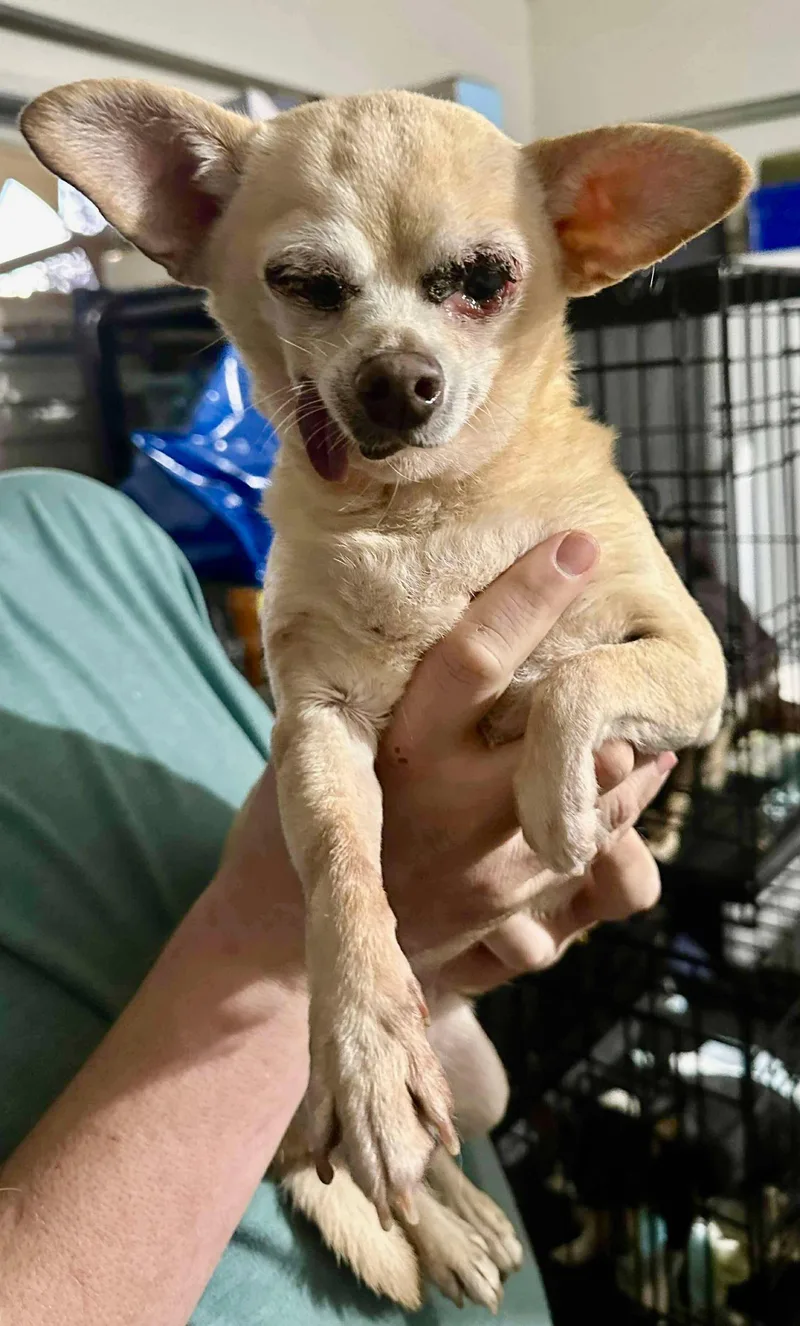 A senior small-sized female Golden Chihuahua dog named Princess Leia for adoption in Roseburg, OR