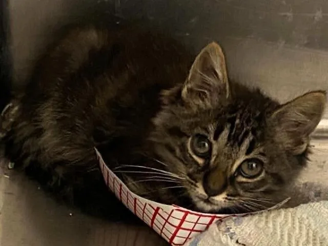 A baby small-sized female Domestic Short Hair cat named Bianca for adoption in Tustin, CA