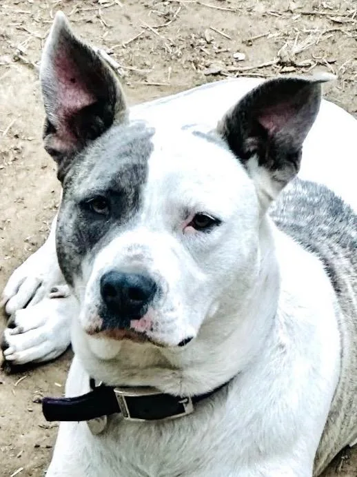 Nova  Cl thumbnail 2