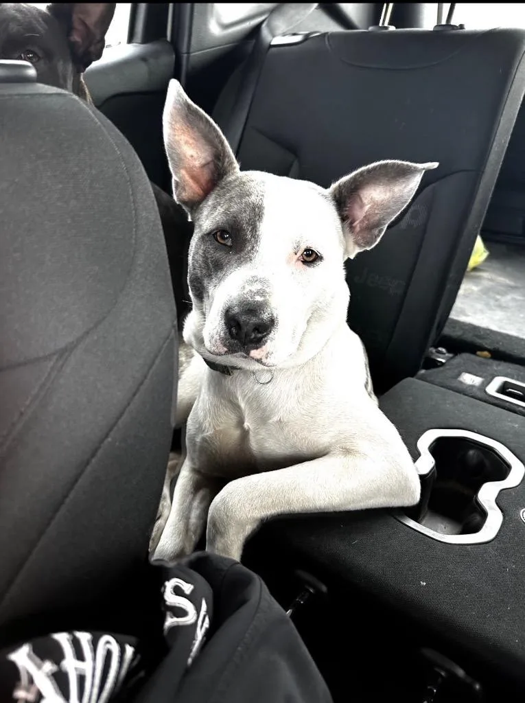 Nova  Cl thumbnail 3