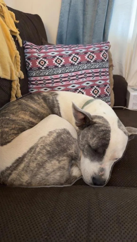 Nova  Cl thumbnail 4